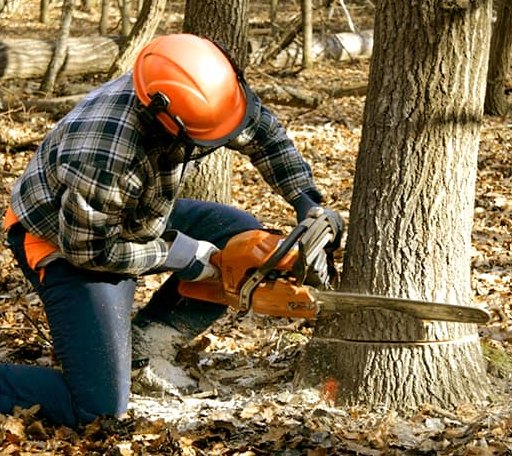 Tree Removal in Crestline, OH